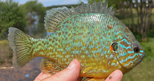 Рыбалка с леской Starline Color в сравнении с другими лесками и шнурами