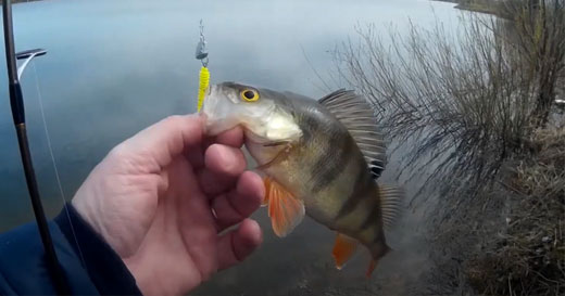 В поисках весеннего окуня, рыбалка в карьере на приманки Format Trout