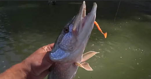 Отличный видео отчет с рыбалки на мягкие приманки Diplomat